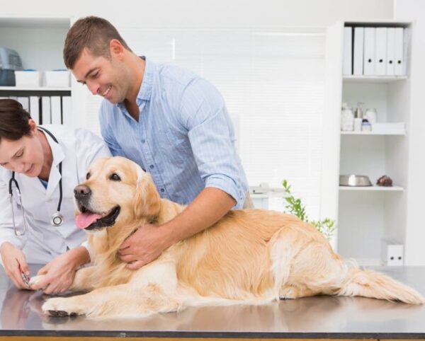 Assurance Animaux
